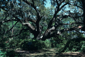 Live oak tree in forest